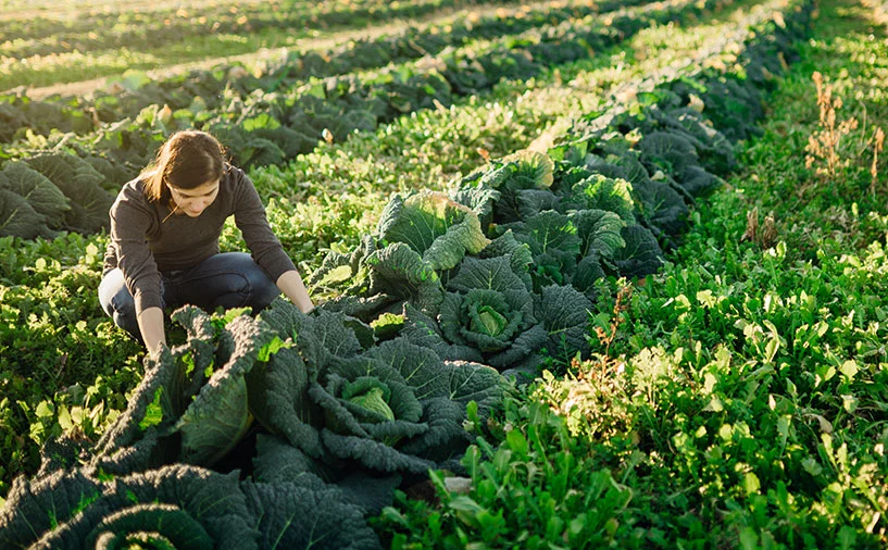 Jeune femme travaillant dans un champ de légumes, illustration des métiers de la production agricole, des aménagements paysagers, de la forêt-bois et de la vigne et du vin en Nouvelle-Aquitaine. Jeune femme travaillant dans un champ de légumes, illustration des métiers de la production agricole, des aménagements paysagers, de la forêt-bois et de la vigne et du vin en Nouvelle-Aquitaine.