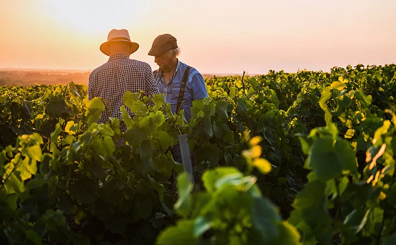 Deux hommes dans un vignoble au coucher du soleil, échangeant au milieu des rangées de vignes.