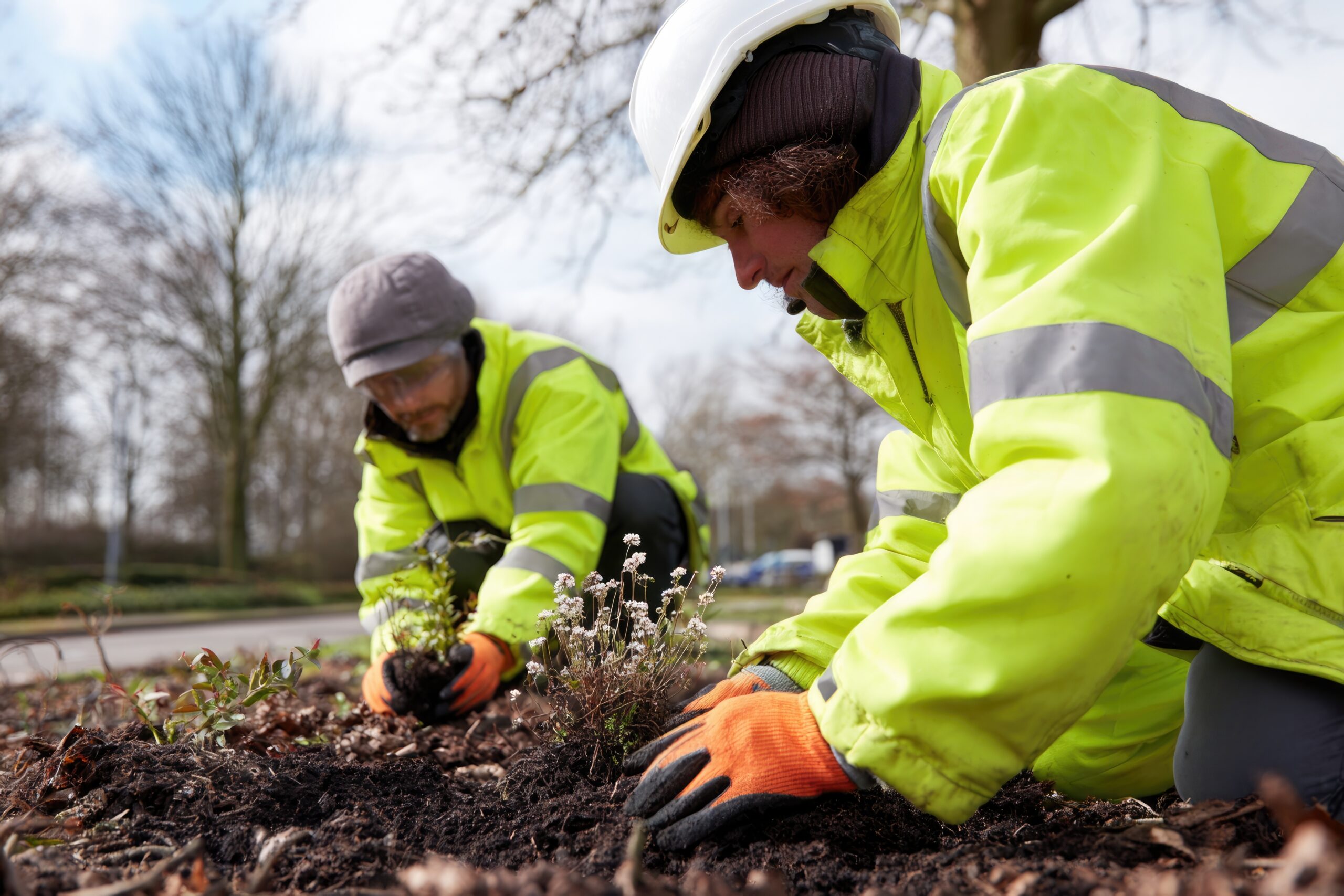 Deux travailleurs qui plantent des arbustes