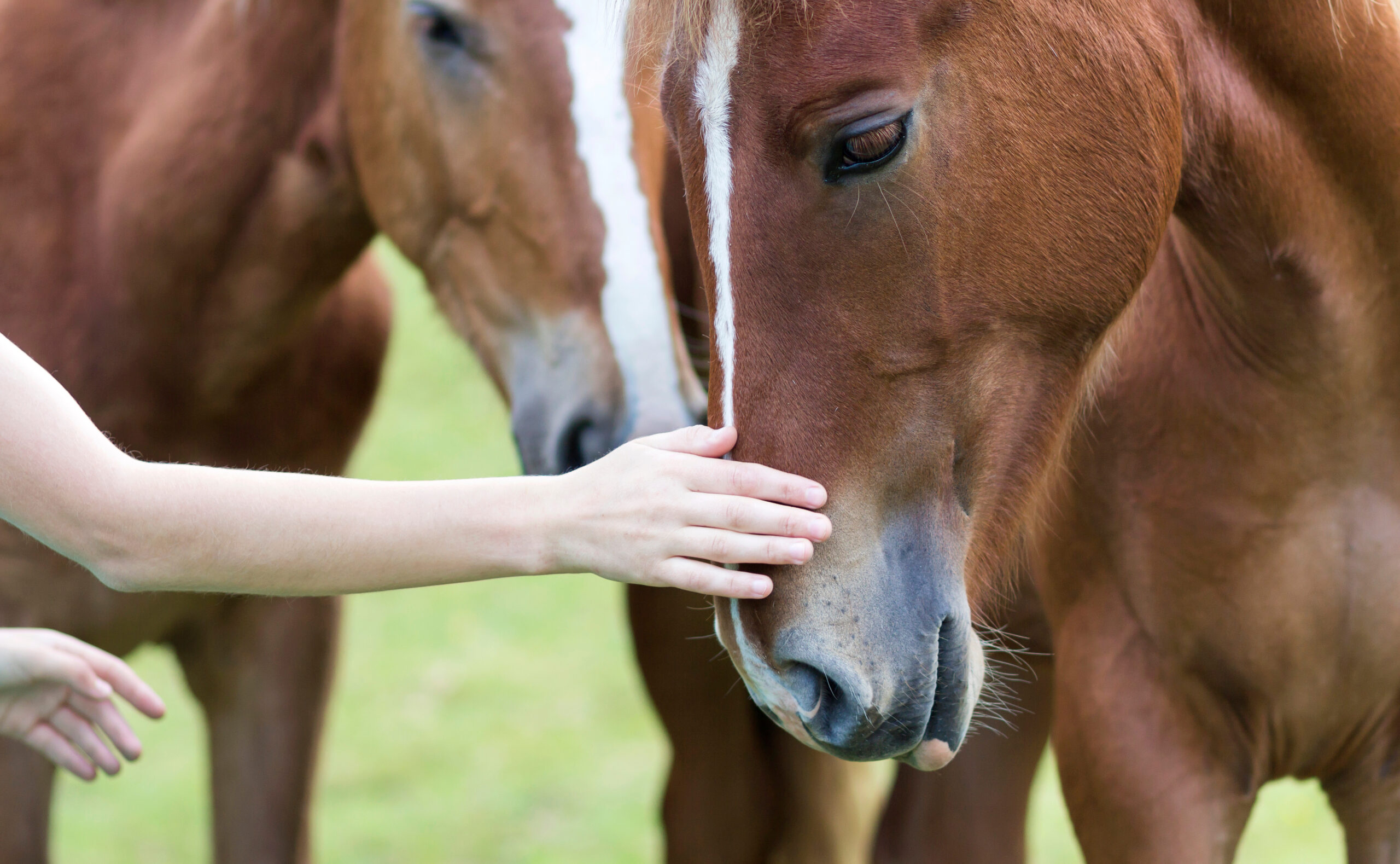 Sortir de l’isolement avec OSE