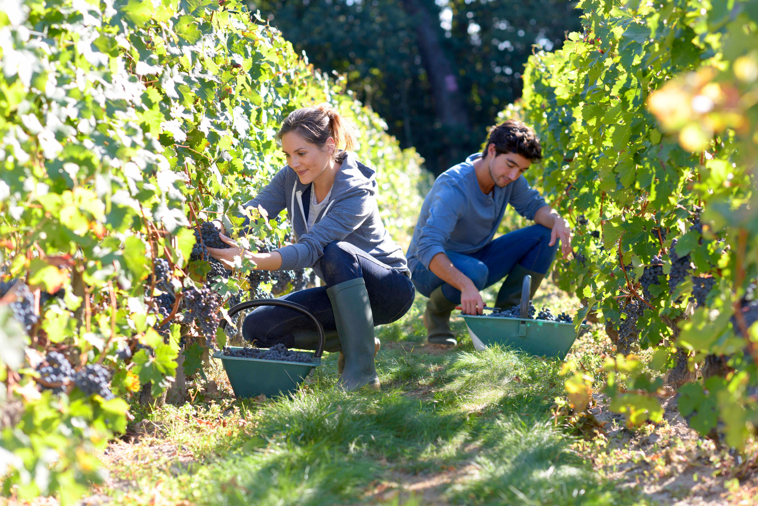 L’agriculture est un secteur important en Nouvelle-Aquitaine, première région de France en termes d’emplois agricoles.