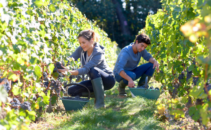 Le secteur de l’agriculture en Nouvelle-Aquitaine